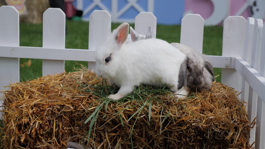 Three adorable rabbits sit on a hay bale inside a small petting zoo enclosure, surrounded by white fencing. A calm, playful and family-friendly scene. 