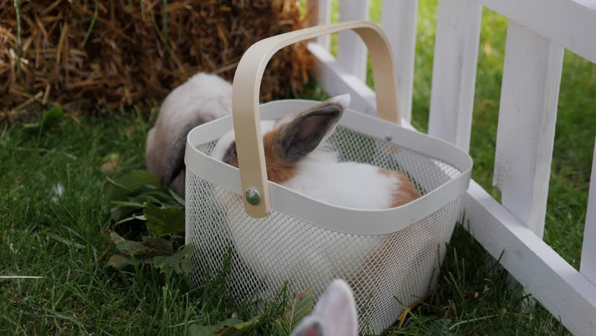 A small bunny sitting inside a white mesh basket on the grass while other rabbits explore nearby in an outdoor petting zoo setting