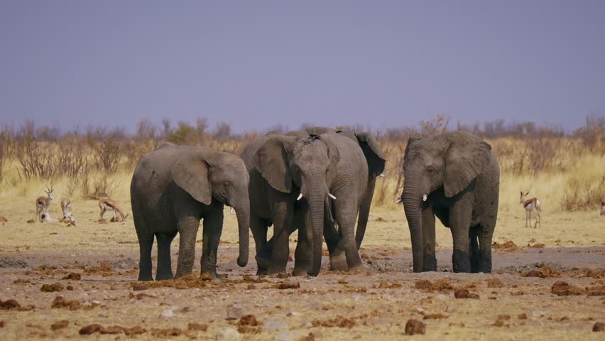 Fight African Bush Elephant - Loxodonta africana - fight or duel of majestic animals, many males with females and cubs in savannah drink from waterhole in Etosha Namibia, life in the middle of herd.
