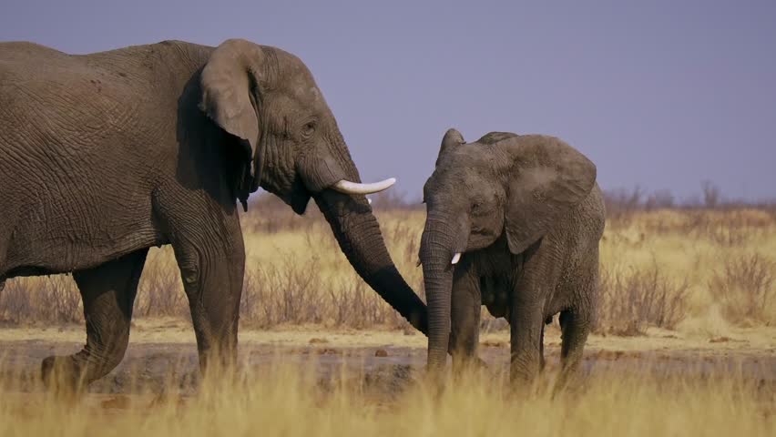 African Bush Elephant - Loxodonta africana herd of majestic animals, many males with females and cubs in savannah drink from waterhole in Etosha Namibia, life in the middle of the herd in Africa.