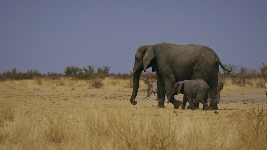 Happy elephant cub run - African Bush Elephant - Loxodonta africana herd of majestic animals, herd with many males with females and cubs in savannah drink from waterhole in Etosha Namibia.