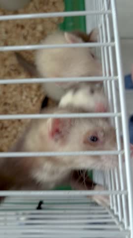 Human hand interacting with a ferret inside the cage.