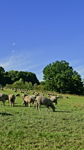In a picturesque countryside fluffy sheep enjoy grazing on rich green grass while a large tree stands tall against a bright blue sky creating a tranquil scene of nature and livestock