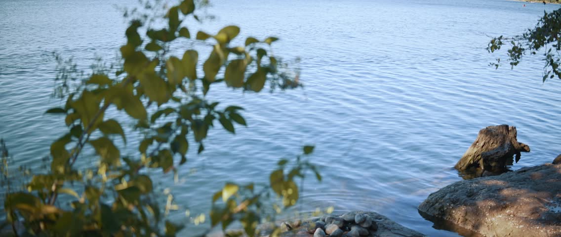 Tree branches and driftwood on lakeshore with view of water