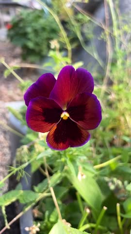 A pansy (Viola genus) with a deep, velvety burgundy or dark red color, transitioning to black or dark purple in the center, and edged with a brighter purple hue on the outer edges of the petals. 
