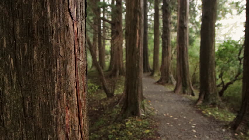 Static shot of a forest path with cedar tree trunks in Hakone, Japan