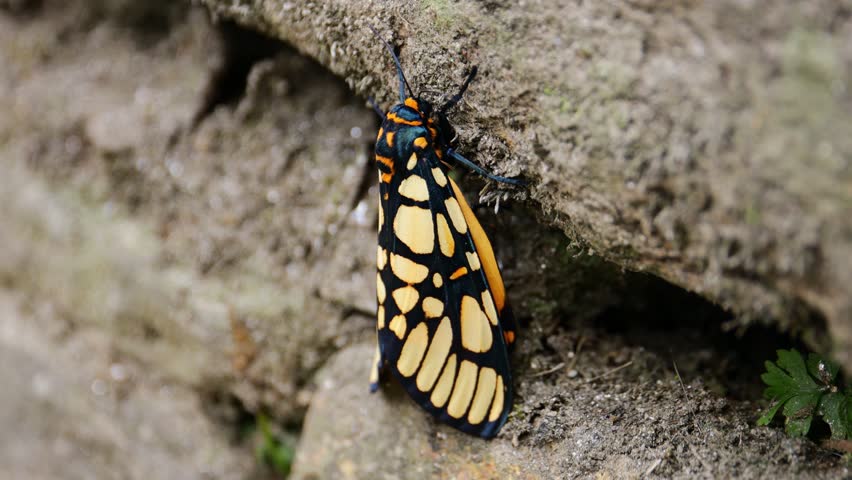 Yellow butterfly flying above flowers featuring delicate wings, bright color, gentle movement and natural light representing nature, insect species, pollination and outdoor environment setting area