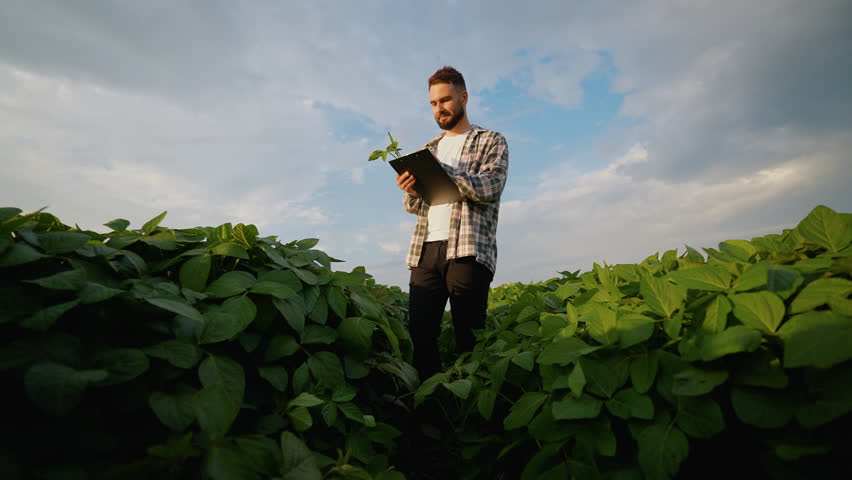 Agronomist inspecting soybean crop growth in agricultural field