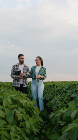 Two farmers walking and talking in a green soybean field