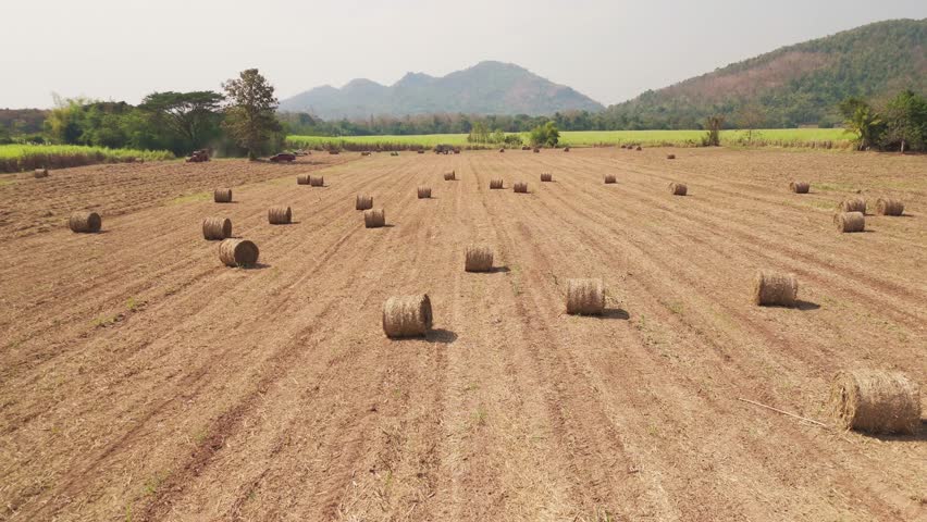Above drone aerial view sugar cane trash hay bale straw roll field dry farm net zero waste after crop. Go green the way forward smart farmer carbon credit ESG clean power eco action bio fuel energy.
