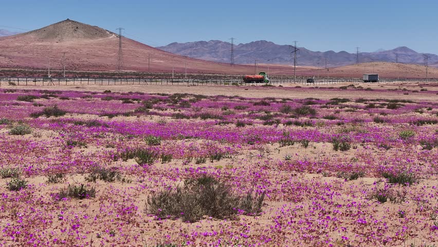 Blooming Atacama Desert in Northern Chile – Aerial Landscape during Desert Flowering Season