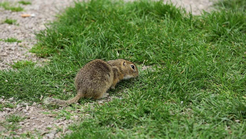 Small rodent foraging and moving in natural habitat. Ground squirrel on grass. Wildlife nature, animal behavior outdoor scene captured in high resolution. Ground squirrel in natural habitat video 4k