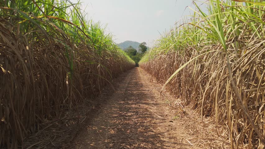 Above drone aerial view scene sugar cane field arid dry bio eco farm net zero waste rural plant nature crop. The way forward CSA Go green carbon credit ESG future growth clean fuel nature power energy
