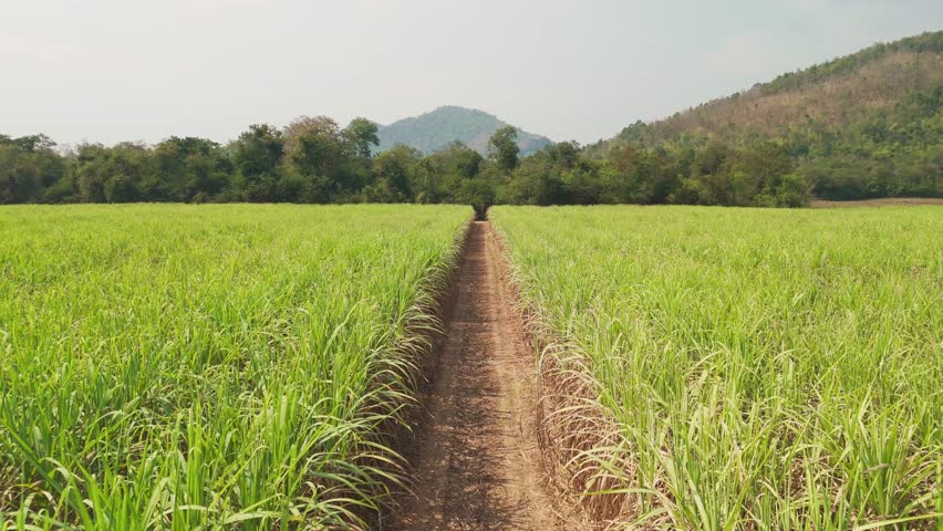 Above drone aerial view scene sugar cane field arid dry bio eco farm net zero waste rural plant nature crop. The way forward CSA Go green carbon credit ESG future growth clean fuel nature power energy