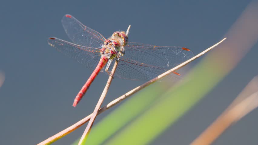 Macro shot of red dragonfly resting on grass, shallow depth, natural daylight, soft background
