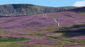 Wide shot of purple heather moorland, winding trail, gentle camera pan, natural daylight - Powered by Shutterstock - Get 15% off with code: PIKWIZARD15