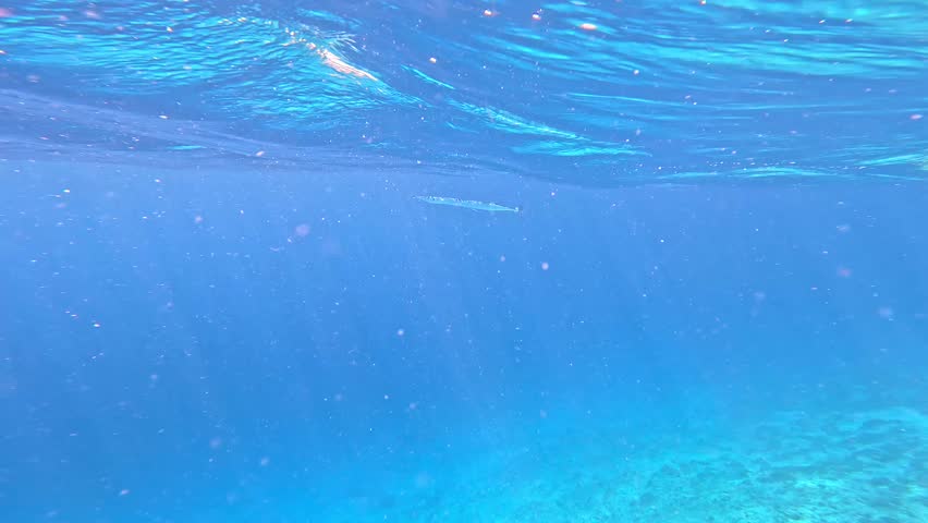 Short beaked garfish (Needlefish) swims under the surface of the water, Gili Trawangan, Indonesia