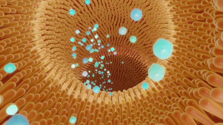 Taking probiotics. After taking medicine, pill dissolves in the stomach.Drug molecules pass through the stomach to the villi of the small intestine. Probiotics act on the gut, medical 3D rendering.