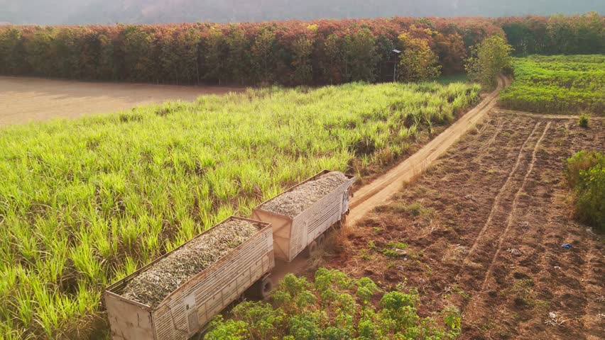 Drone aerial view supply chain carry sugar cane field eco farm net zero rural plant crop mill trailer truck road. The way forward asia Go green carbon credit neutral ESG farmer freight loading service