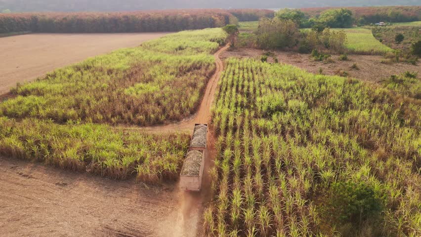 Drone aerial view supply chain carry sugar cane field eco farm net zero rural plant crop mill trailer truck road. The way forward asia Go green carbon credit neutral ESG farmer freight loading service