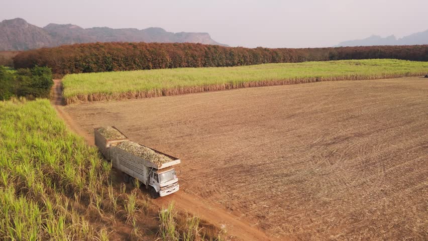 Drone aerial view supply chain carry sugar cane field eco farm net zero rural plant crop mill trailer truck road. The way forward asia Go green carbon credit neutral ESG farmer freight loading service
