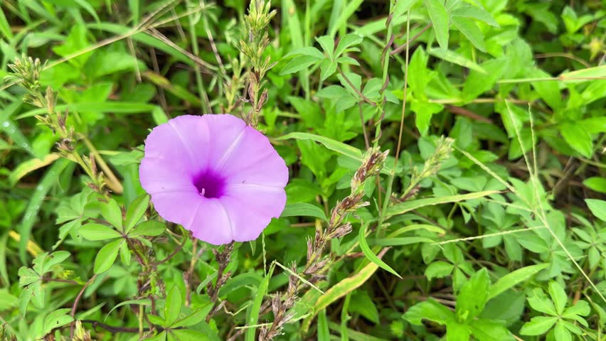 Macro close-up of delicate purple, trumpet-shaped wildflowers 