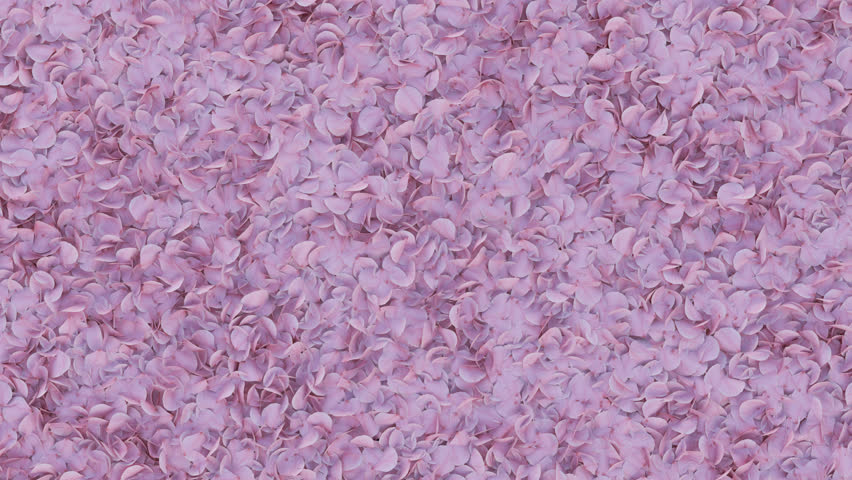 Sakura Petal Alpha Transition Wipe. 3D rendering. A graceful transition wipe effect featuring cherry blossoms on a transparent background.
