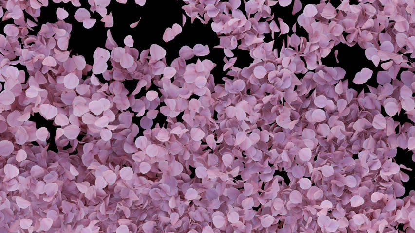 Sakura Petal Alpha Transition Wipe. 3D rendering. A graceful transition wipe effect featuring cherry blossoms on a transparent background.