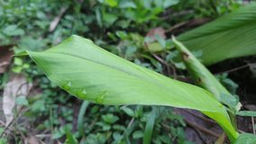 Water Droplets on Fresh Green Tropical Leaf After Rain - Powered by Shutterstock - Get 15% off with code: PIKWIZARD15