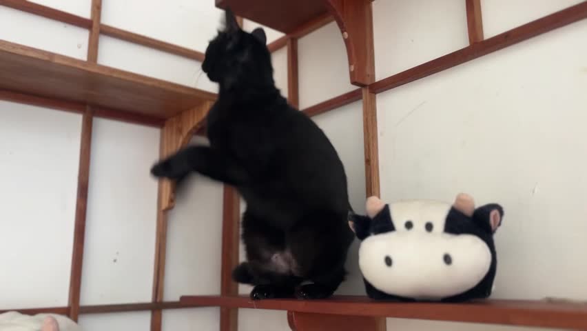 View of a black cat climbing and playing on the wall