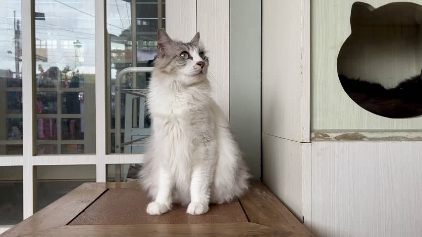 View of a cat standing and looking around