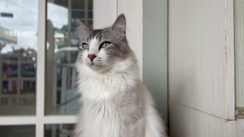 Close up view of a cat standing and looking around