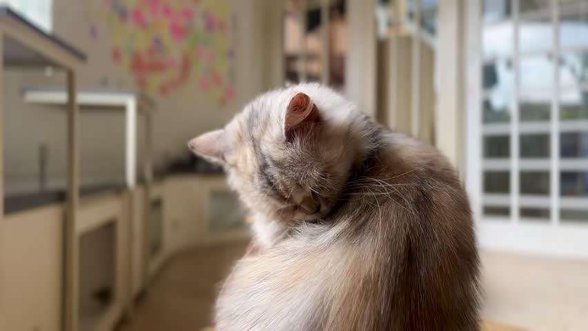 View of a cat standing looking around