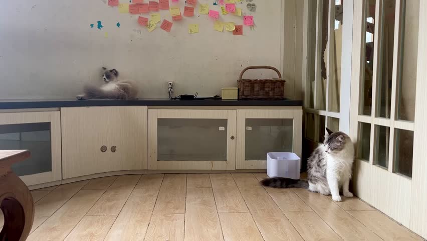 A cute cat licking its fur