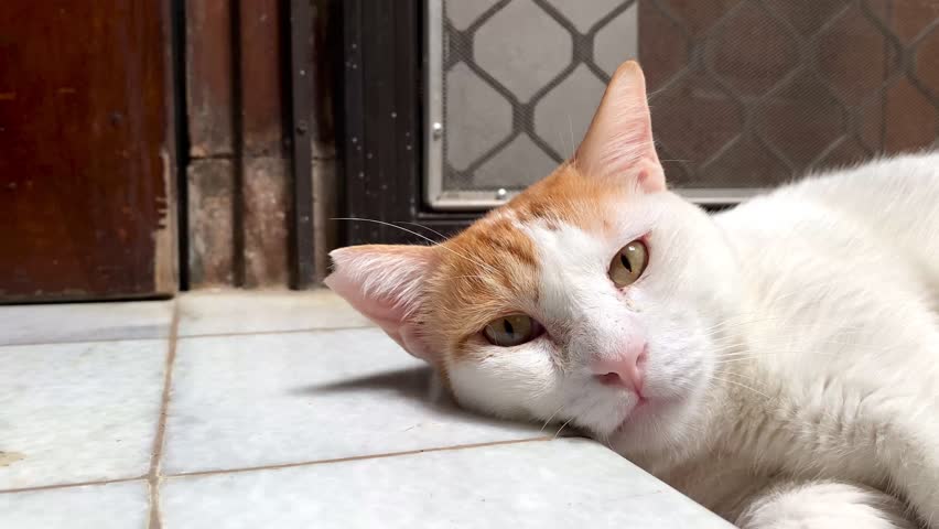Close up of ginger cat resting by lying down on the floor, tired sleepy pet