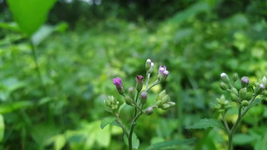 Delicate Wild Purple Flowers Macro Close-up with Blurry Green Background - Nature Footage