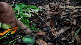 A hand uses a tool to move rotten mangoes in a compost pile, surrounded by leaves and orange fungi, showcasing decomposition and recycling. - Powered by Shutterstock - Get 15% off with code: PIKWIZARD15