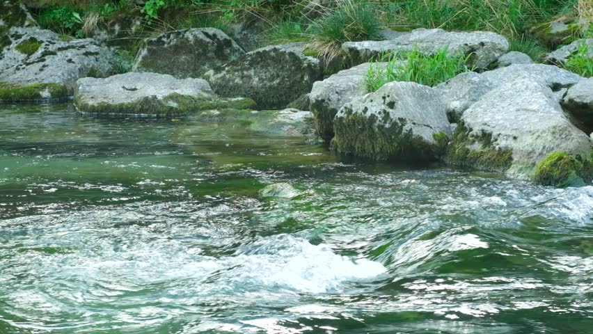 Fast Green River Flowing Through Forest, Slow Motion Nature Scene