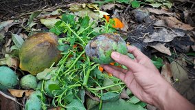 A compost pile with decomposing fruit, vegetable scraps, leaves, and stems. Organic waste is breaking down in a natural environment. - Powered by Shutterstock - Get 15% off with code: PIKWIZARD15