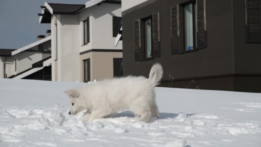 Slow motion footage of a White Swiss Shepherd (Berger Blanc Suisse) puppy digs snow a the garden in a cottage village in winter.