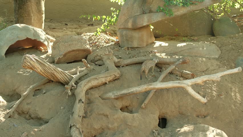 Meerkat (suricate) small mongoose found in southern Africa wandering around its enclosure in captivity