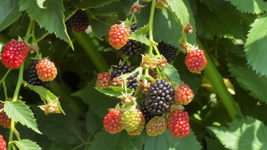 Hanging branches of the cultivated blackberry with clusters of the black ripe and red unripe berries on a field, view close-up in sunny day
