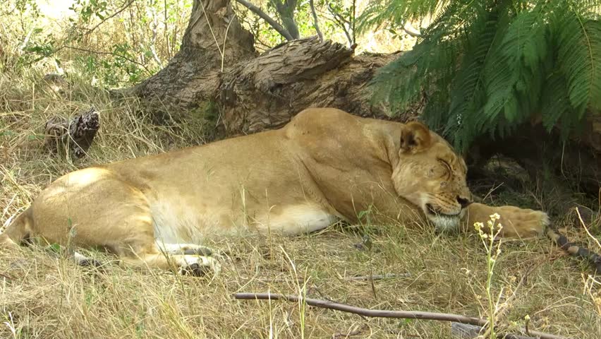 A wild lioness sleeping beneath a Jacaranda bush bearing facial scratches and scars from recent conflict, offering intimate behavioral context for documentary and tourism media.