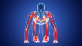 Human Skeleton System Appendicular Skeleton Bone Joints Anatomy Animation Concept - Powered by Shutterstock - Get 15% off with code: PIKWIZARD15
