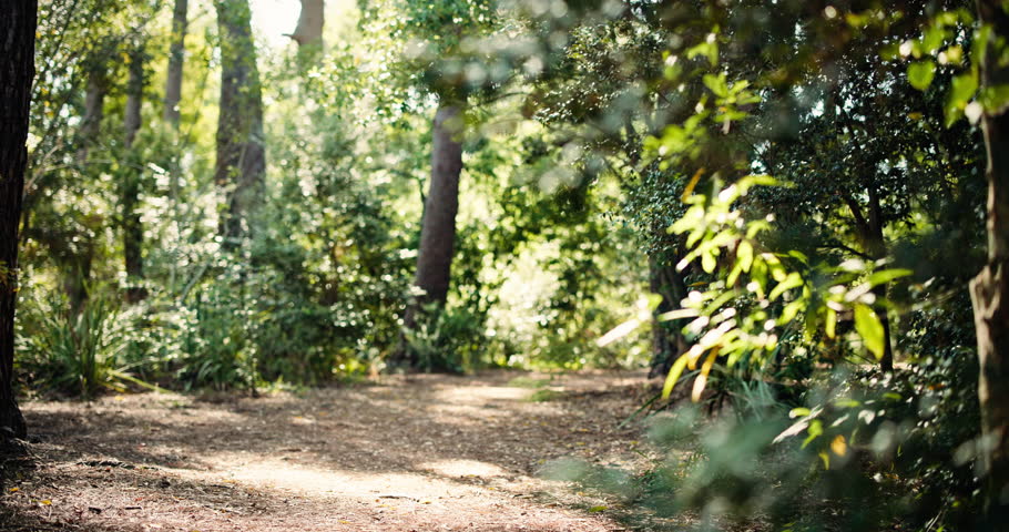 Athlete, man and running for fitness in forest with exercise, cardio training and morning routine. Person, trail runner and jog in woods of endurance workout, fresh air and stamina outdoor in nature