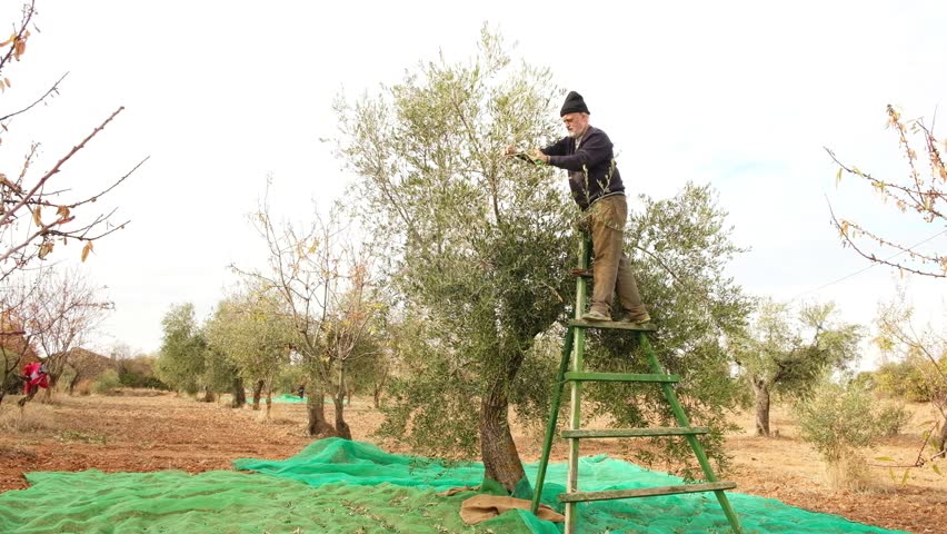 Experienced agricultural worker standing on a ladder and collecting olives from a tree during the harvest season in a traditional olive grove, a process for producing extra virgin olive oil