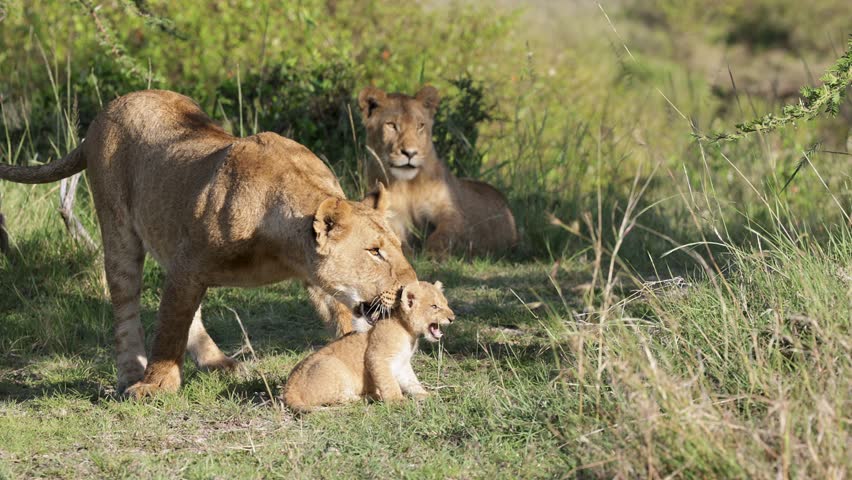Lioness grabs protesting cub by neck in slow motion as another lioness watches