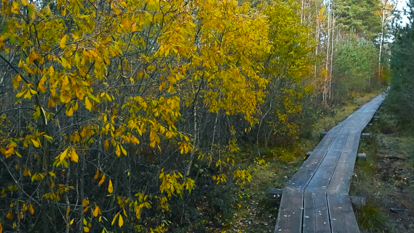 Yellow autumn leaves from a tree falling on a wooden icy and wet boardwalk in a marshland bog or wetland swamp during a cloudy day at autumn. The hiking path leading into the distance, mossy, grassy.