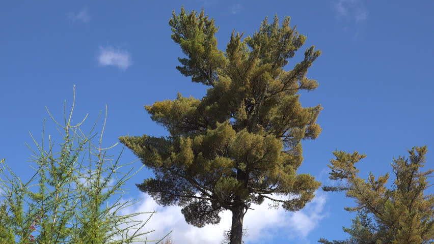 Close-up of an Eastern White Pine (Pinus strobus) shedding needles in the autumn wind in Mauricie, Quebec, Canada. Golden light highlights the forest and seasonal foliage.