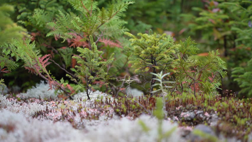 Close-up of white lichen and tiny pine trees on tundra in Mauricie, Quebec, Canada. Autumn light highlights textures and peaceful natural details.
